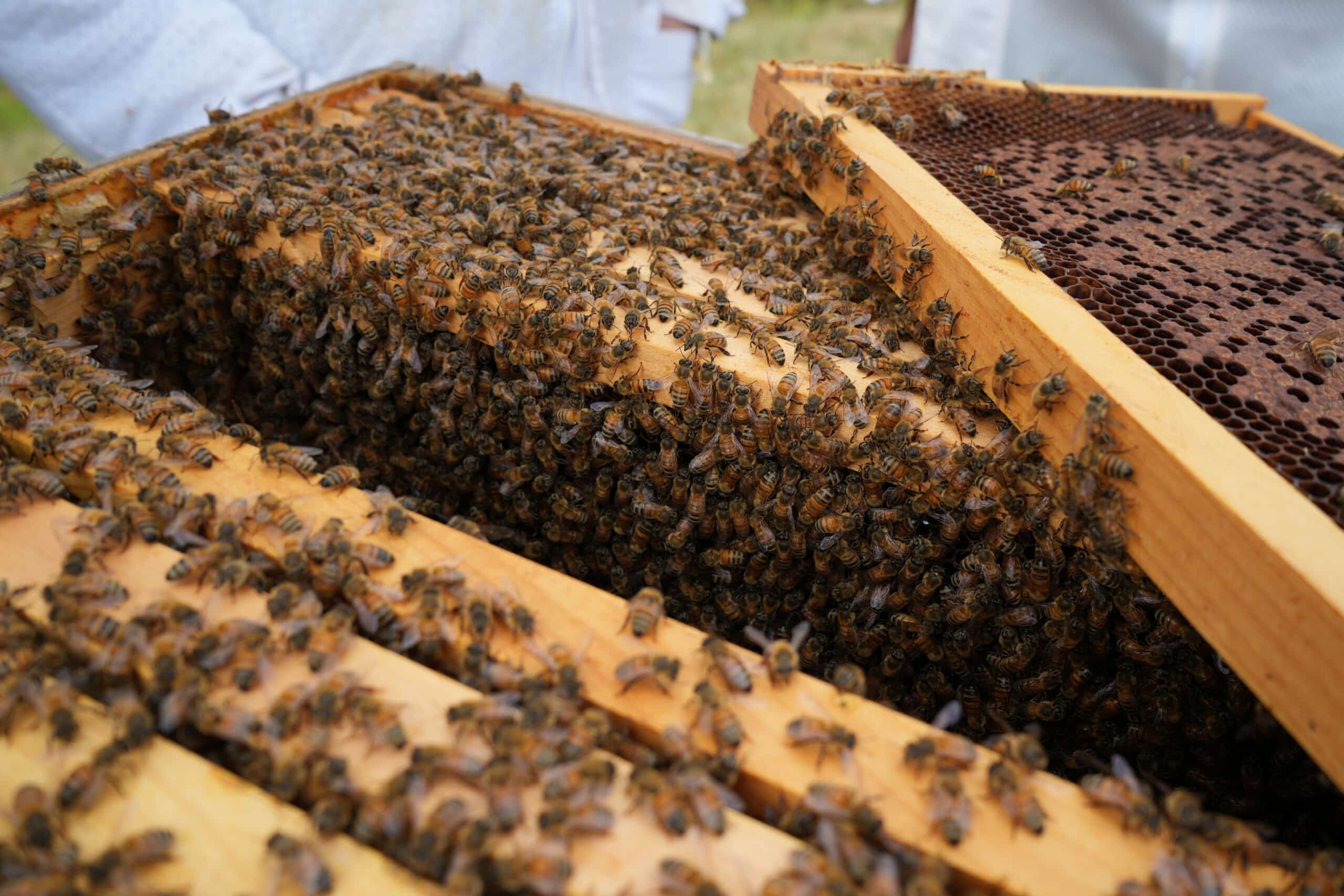 Help! My Bees Are Agressive!