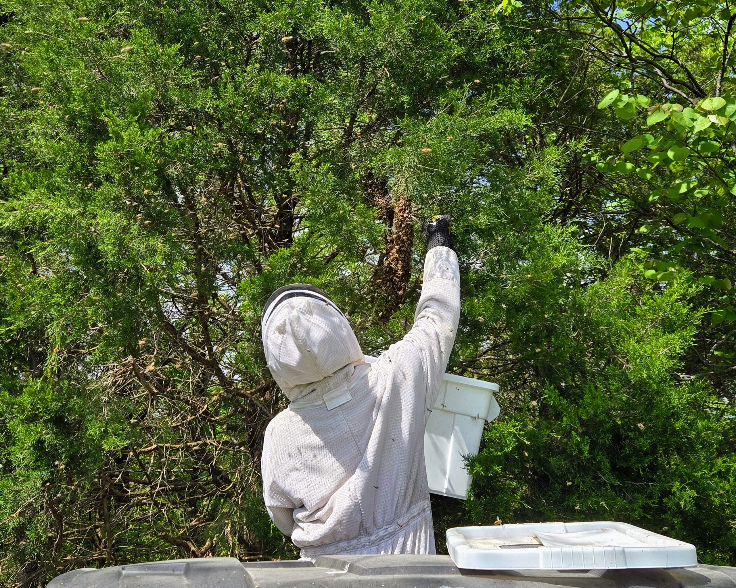 Honey Bee Swarm Removal In Kentucky – What To Expect