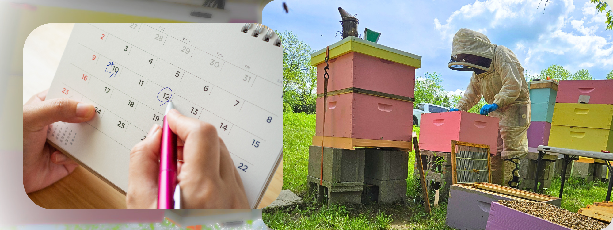 Demystifying the Demaree Method: What My Oldham County Apiary Taught Me
