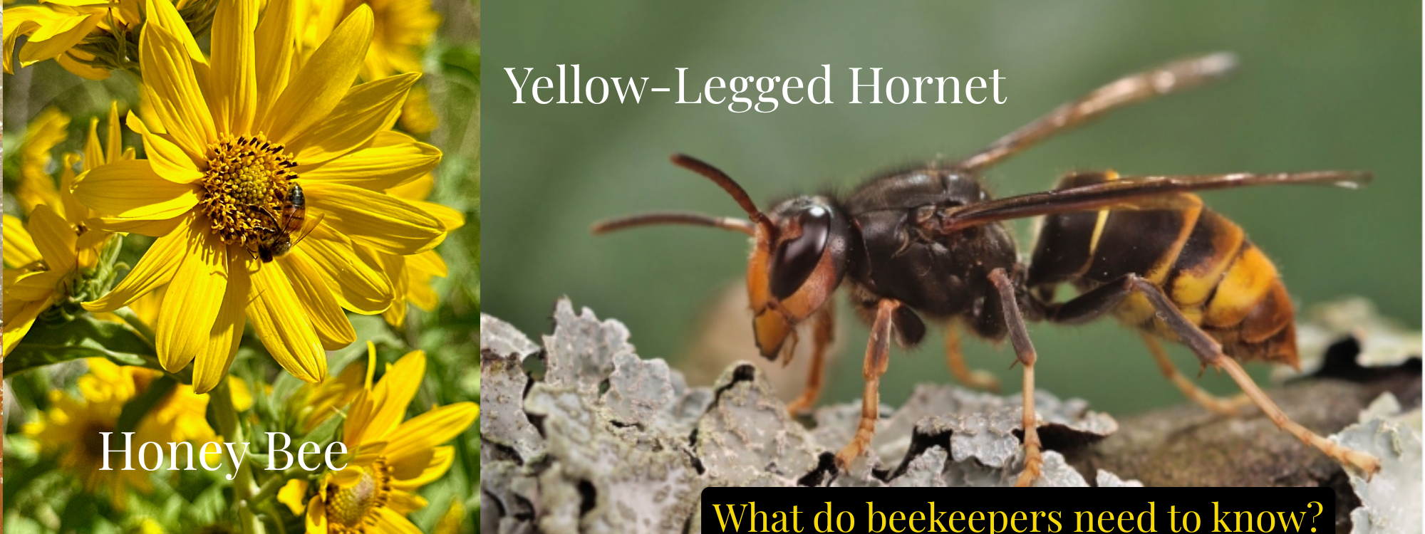 Ask Jake – May 2026 – Yellow-Legged Hornets